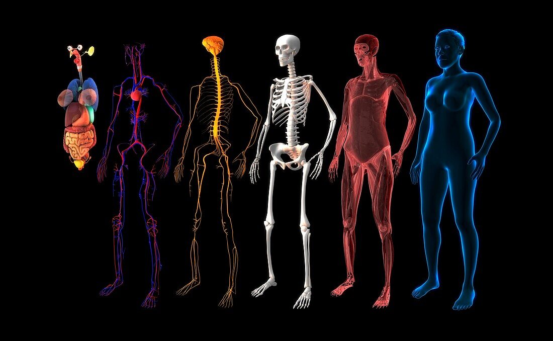 Human body systems, illustration