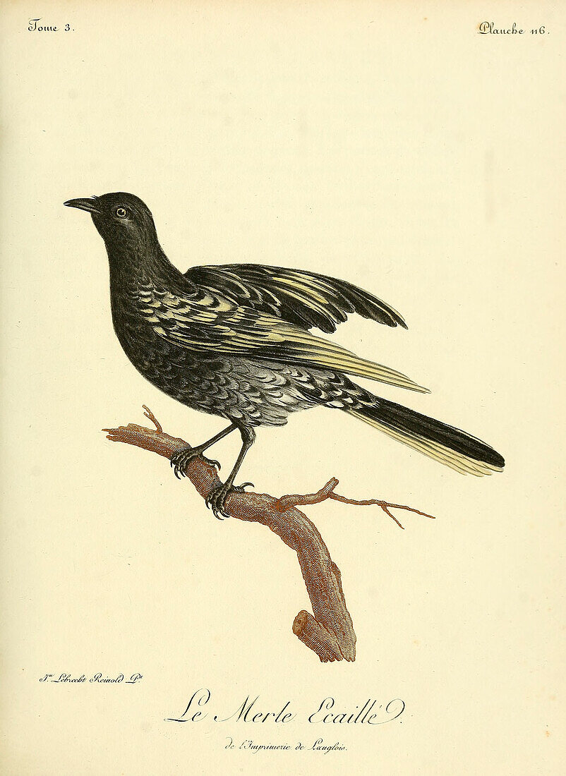 Blackbird, 18th century illustration