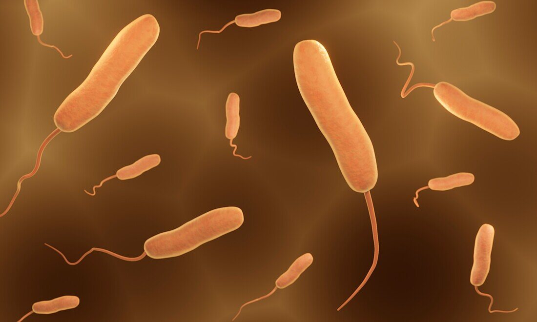 Vibrio bacteria, illustration