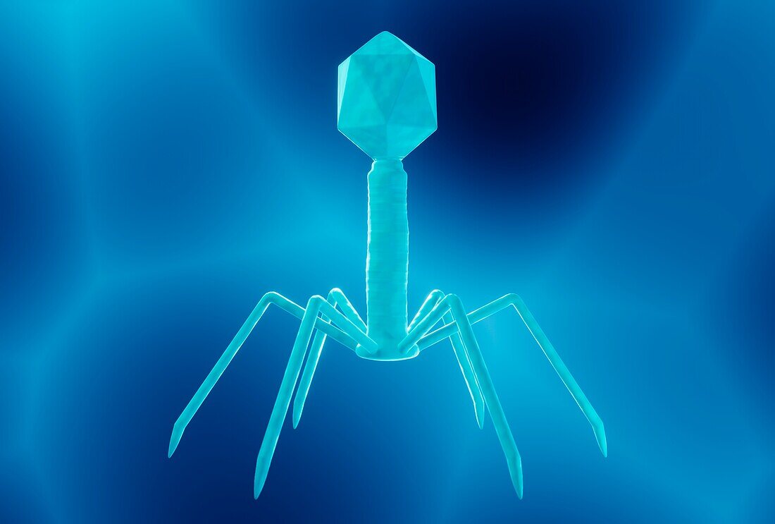 Bacteriophage, illustration