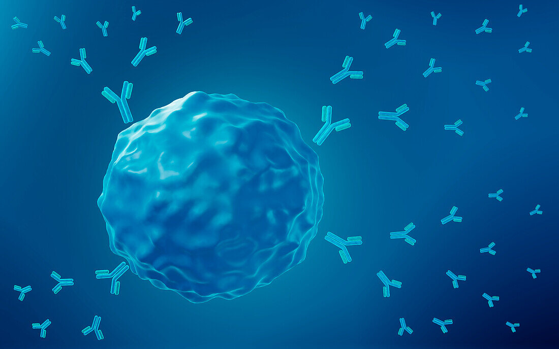 B cell producing antibodies, illustration
