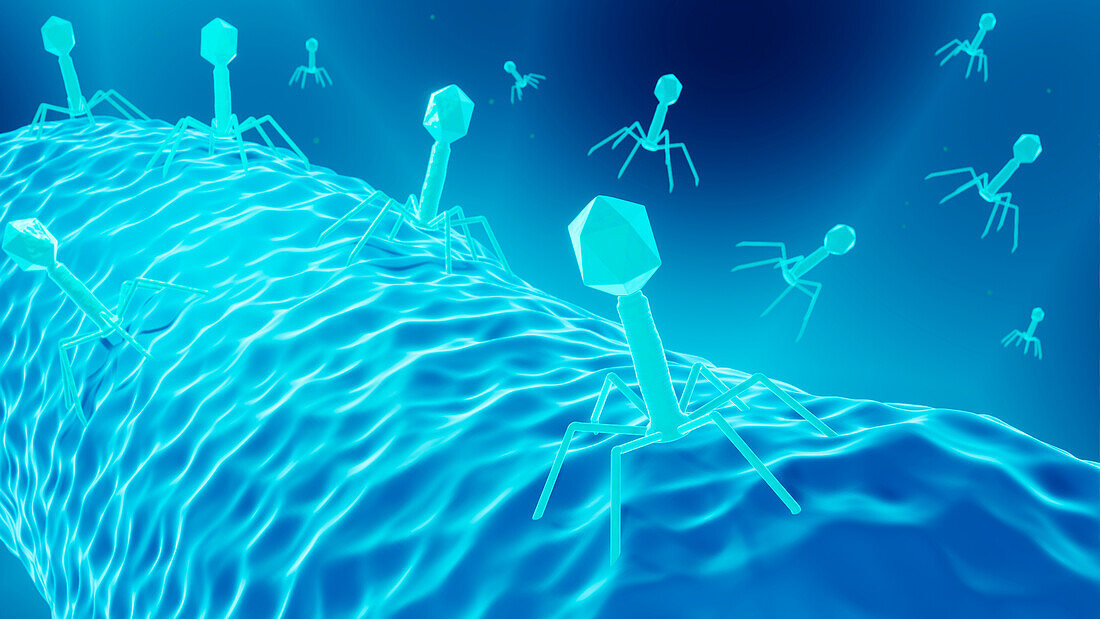 Bacteriophage therapy, illustration