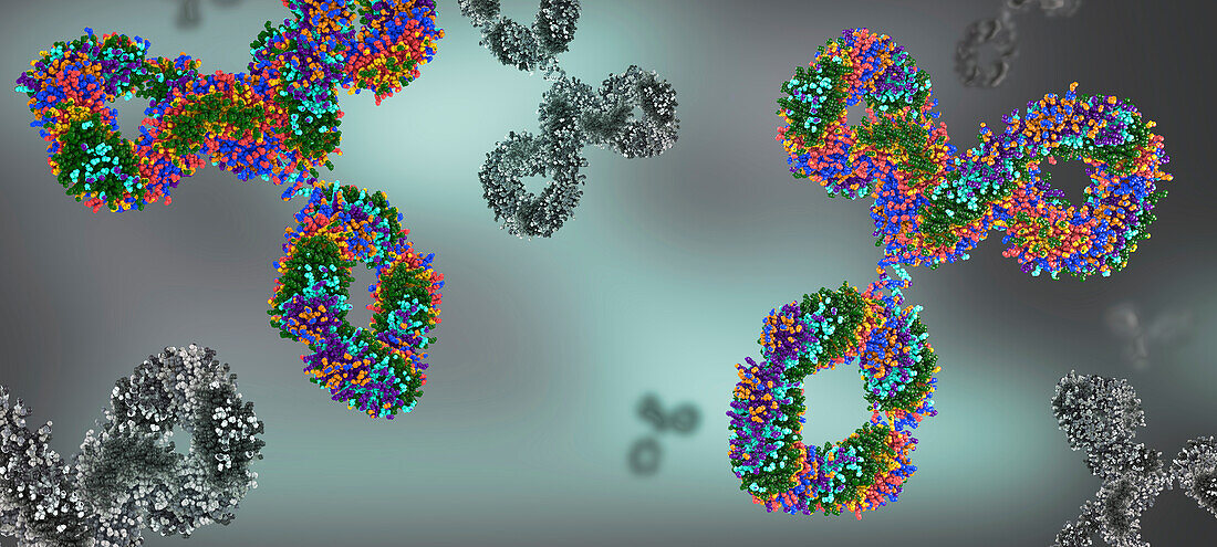 Antibodies, illustration