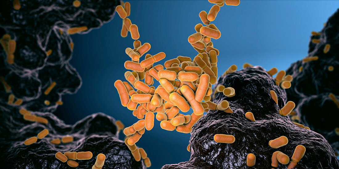 Escherichia coli bacteria inside intestine, illustration