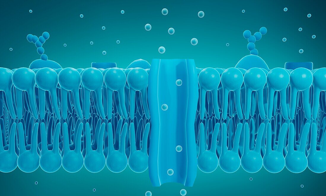 Ion channel in a cell membrane, illustration