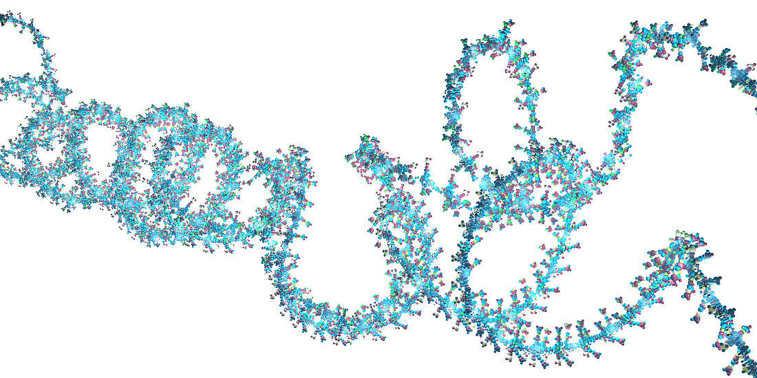 Ribonucleic acid chain, illustration