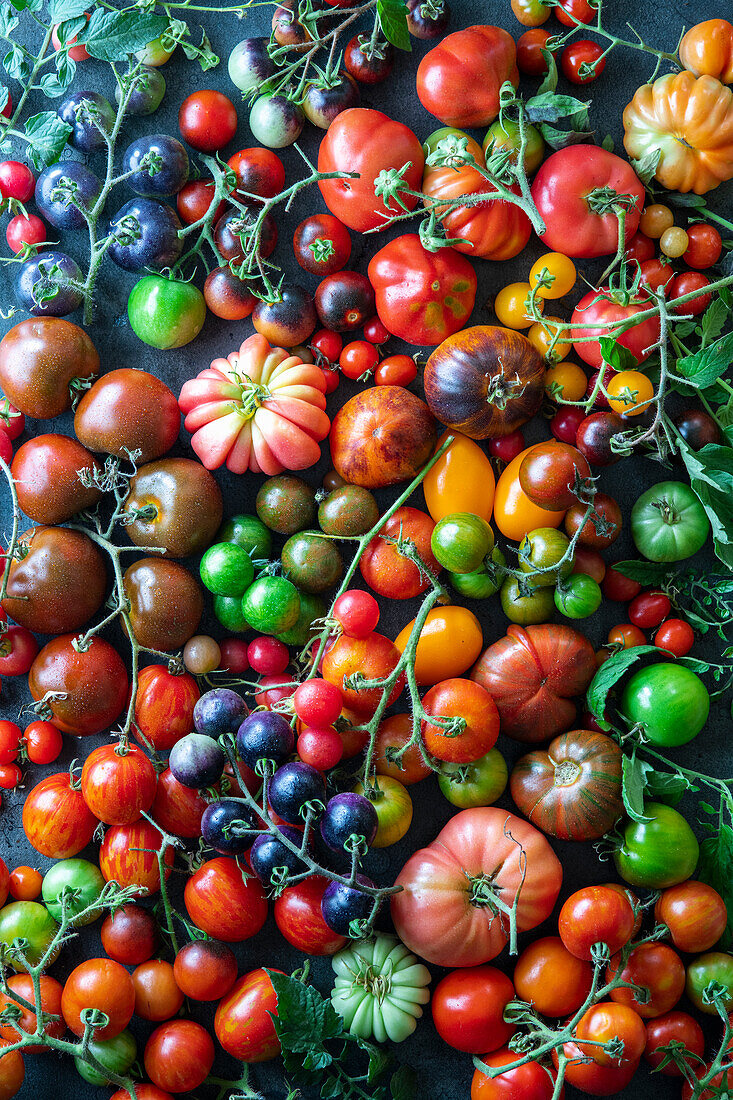 Verschiedene frische Tomaten (bildfüllend)