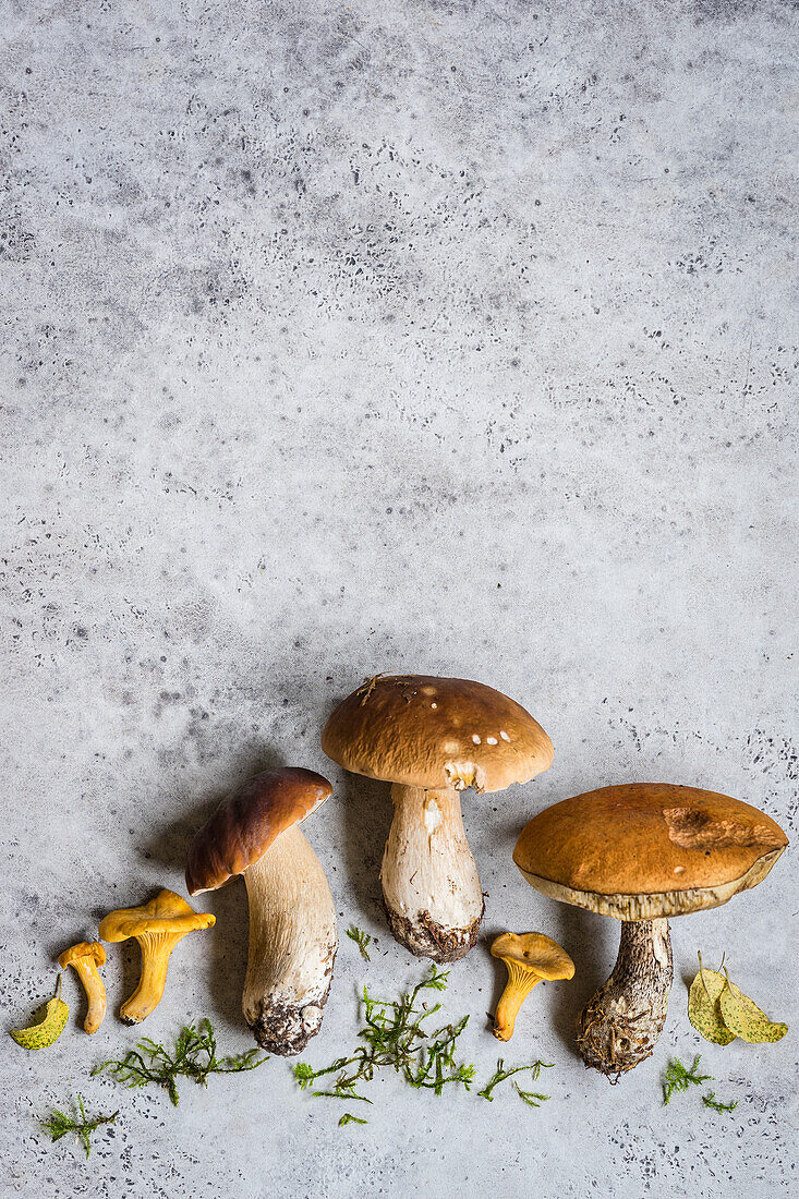 Wild Mushrooms: Canterelles, Porcini and Red-Cap Bolete