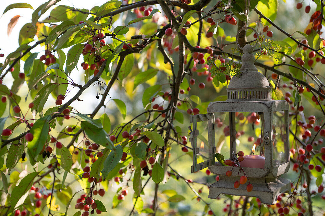Lantern with lit candle in crabapple tree 'Red Jade'