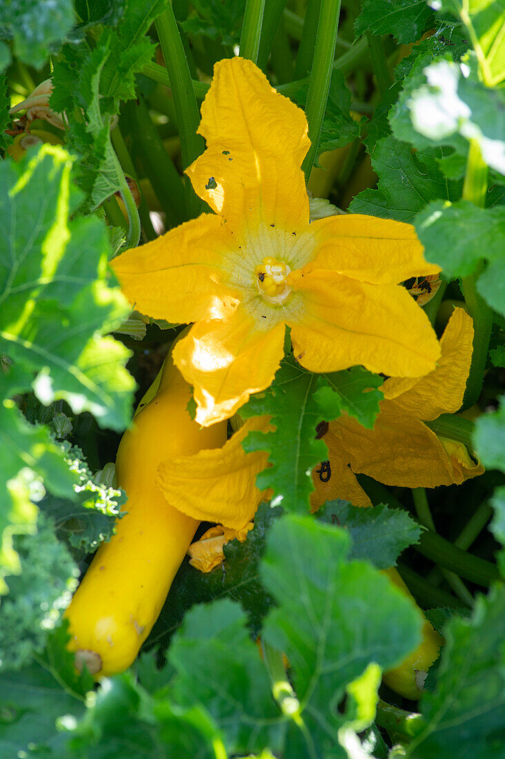 Yellow courgette 'Gold Rush' and flowers