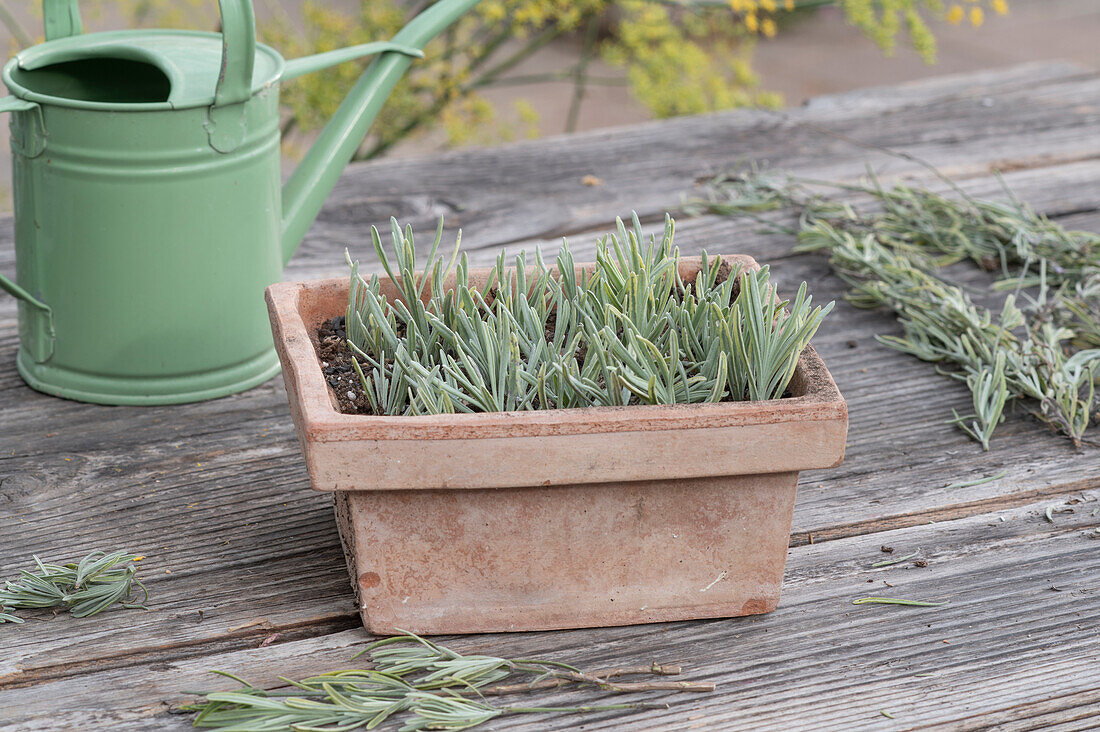 Lavender cuttings in terracotta box