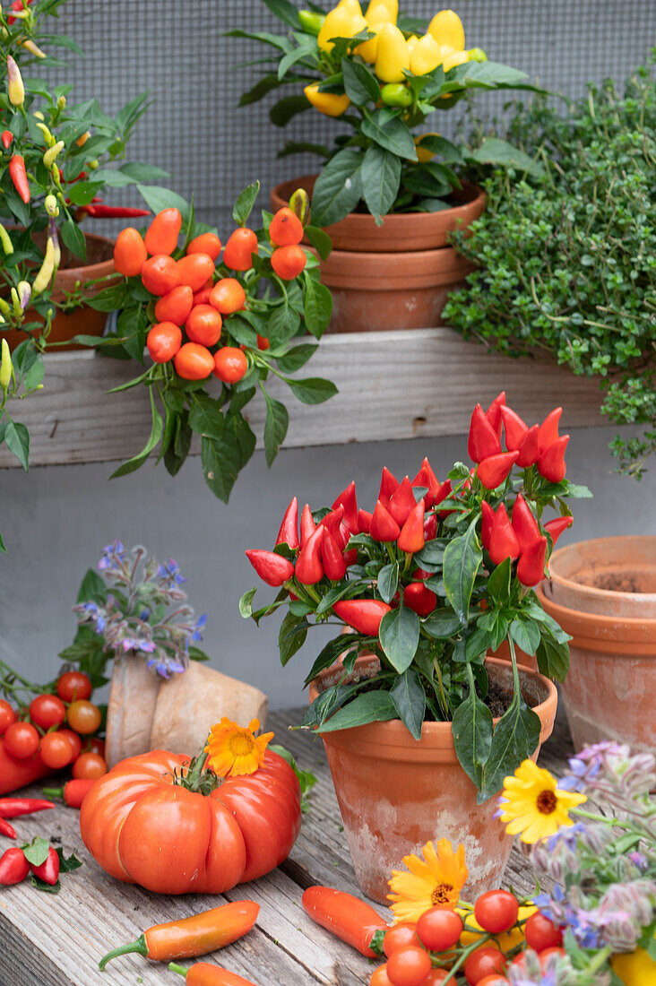 Edible ornamental peppers in clay pots, lemon thyme, tomatoes, flowers of marigold and borage