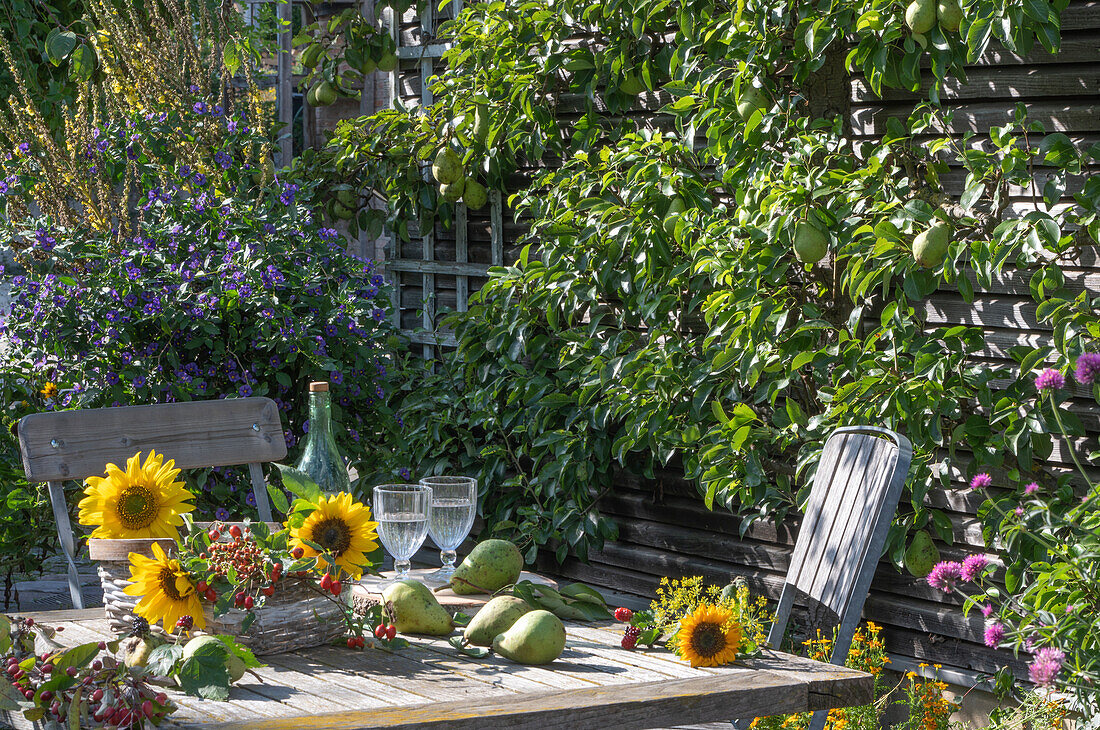Herbstliche Tischdekoration mit Sonnenblumen, Hagebutten,  Birnen, Zieräpfeln und Fenchelblüten auf Terrasse mit Spalierbirne und Enzianstrauch