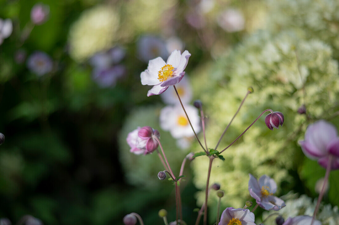 Herbstanemone (Anemone hupehensis var. japonica) im Garten