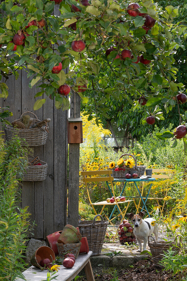 View from apple tree with red apples to small terrace with a sitting area at garden house, dog Zula