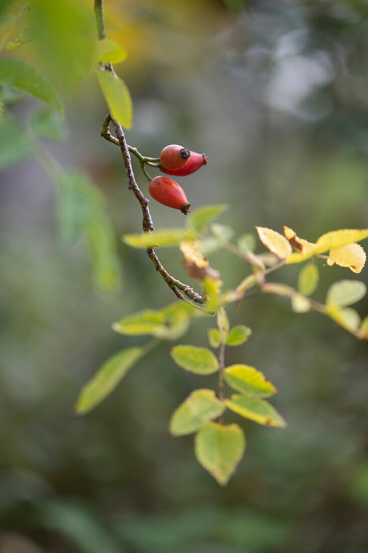 Branch of dog rose with rose hips