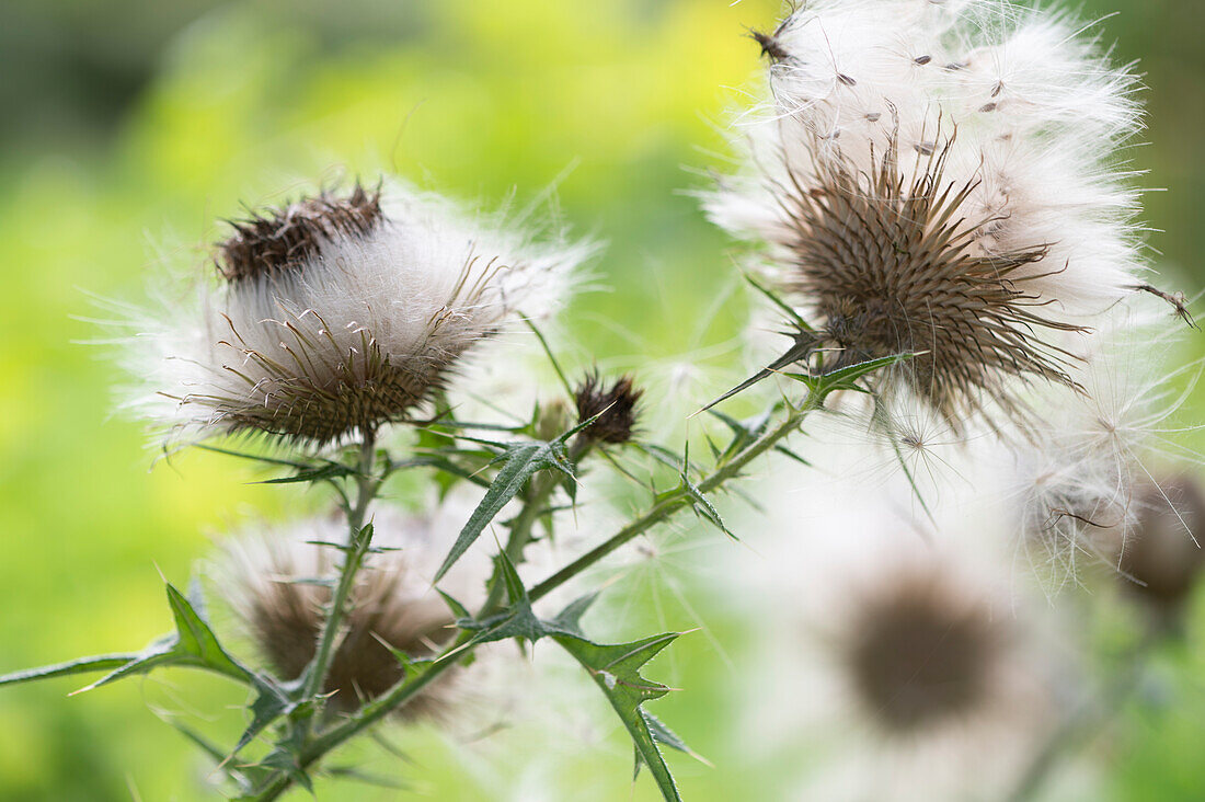 Seed heads of creeping thistle
