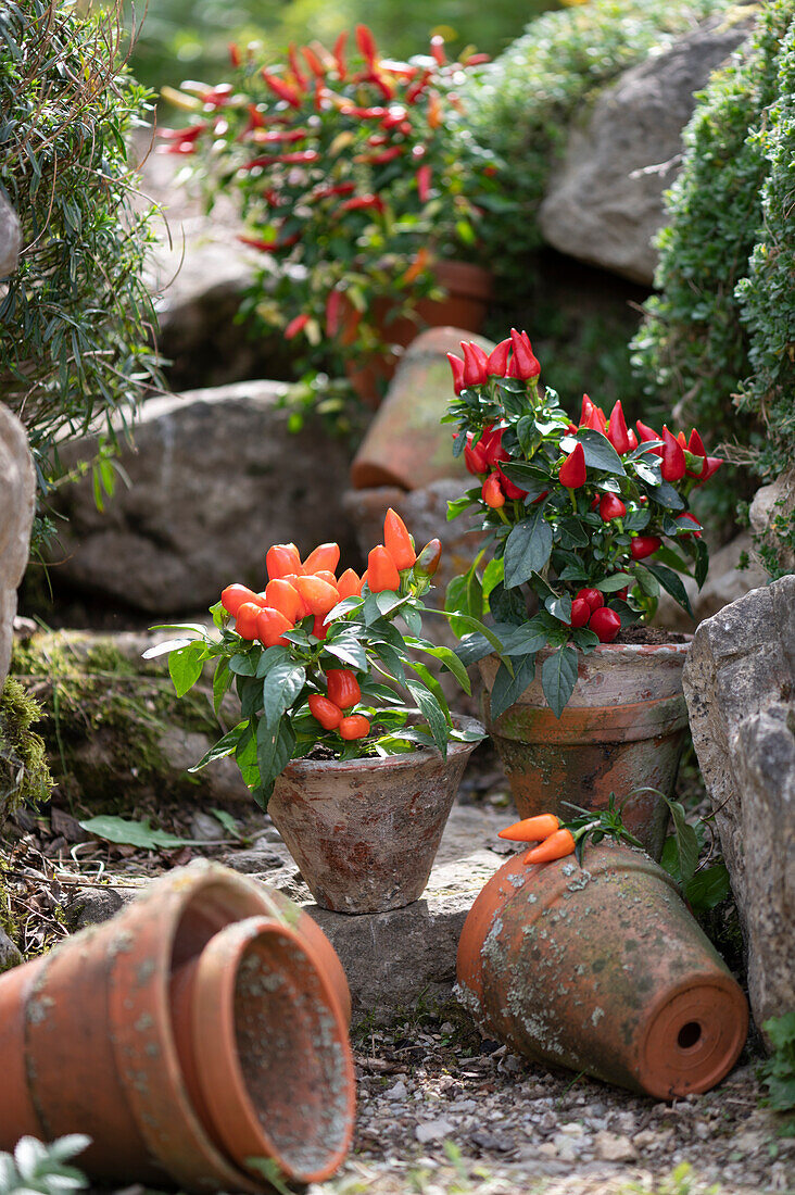 Tontöpfe mit essbarem Zierpaprika 'Salsa' und Chili 'Basket of Fire'