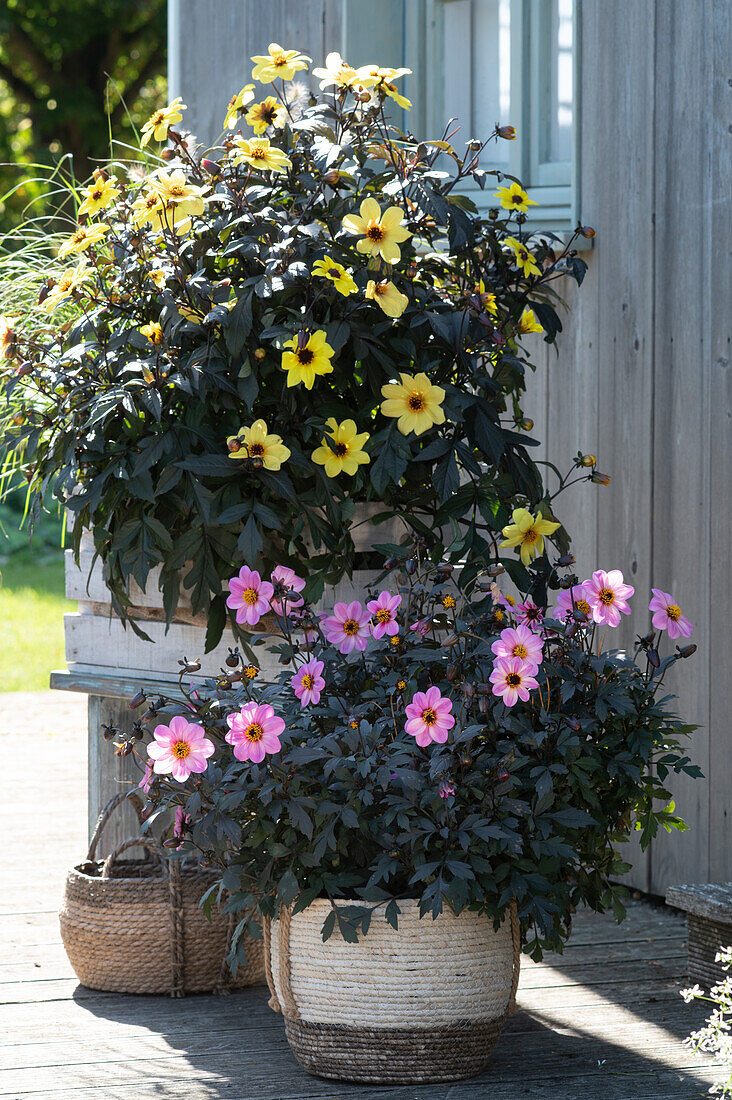 Simple dahlias 'Mystic Illusion' and 'Mystic Dreamer' in late summer on the terrace