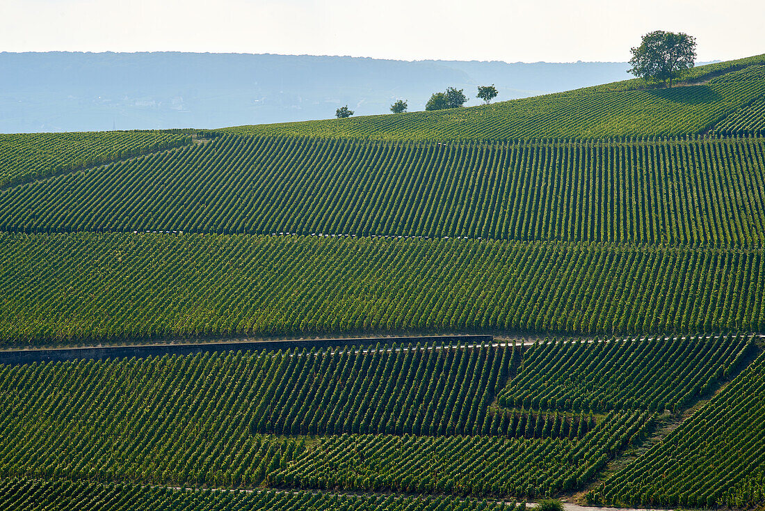 Weinberge in der Champagne, Frankreich