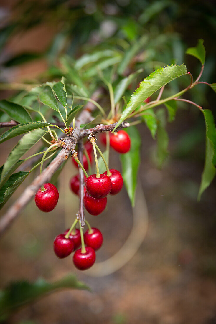Cherries on a tree