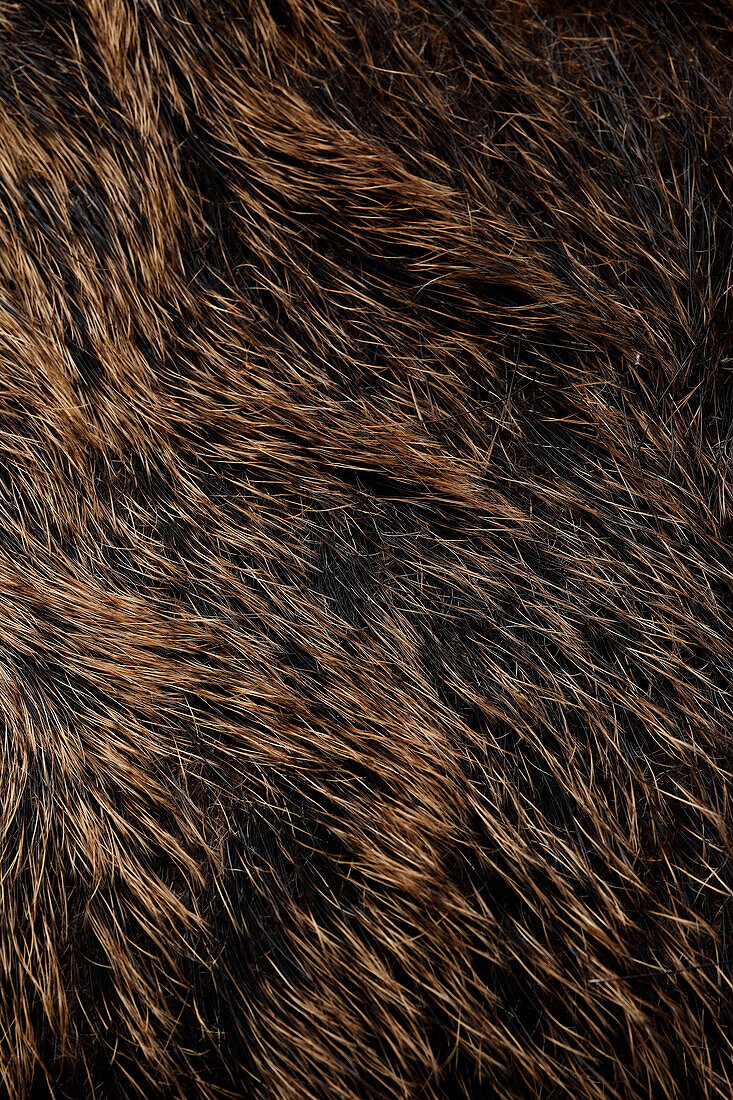 Wild boar fur (full screen)