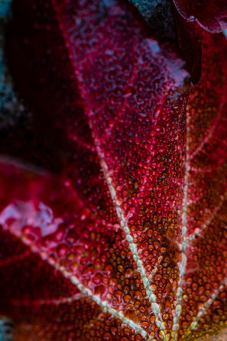 Red coloured vine leaves