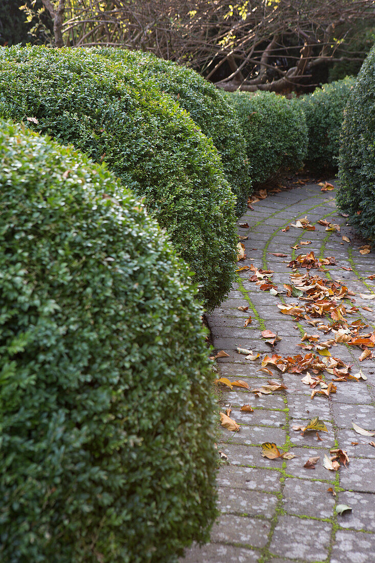 Large box balls lining a garden path