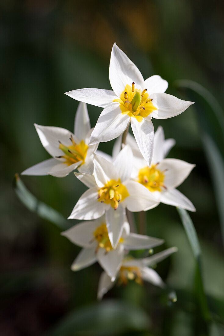 Close-up of wild tulip flowers (Tulipa sylvestris)