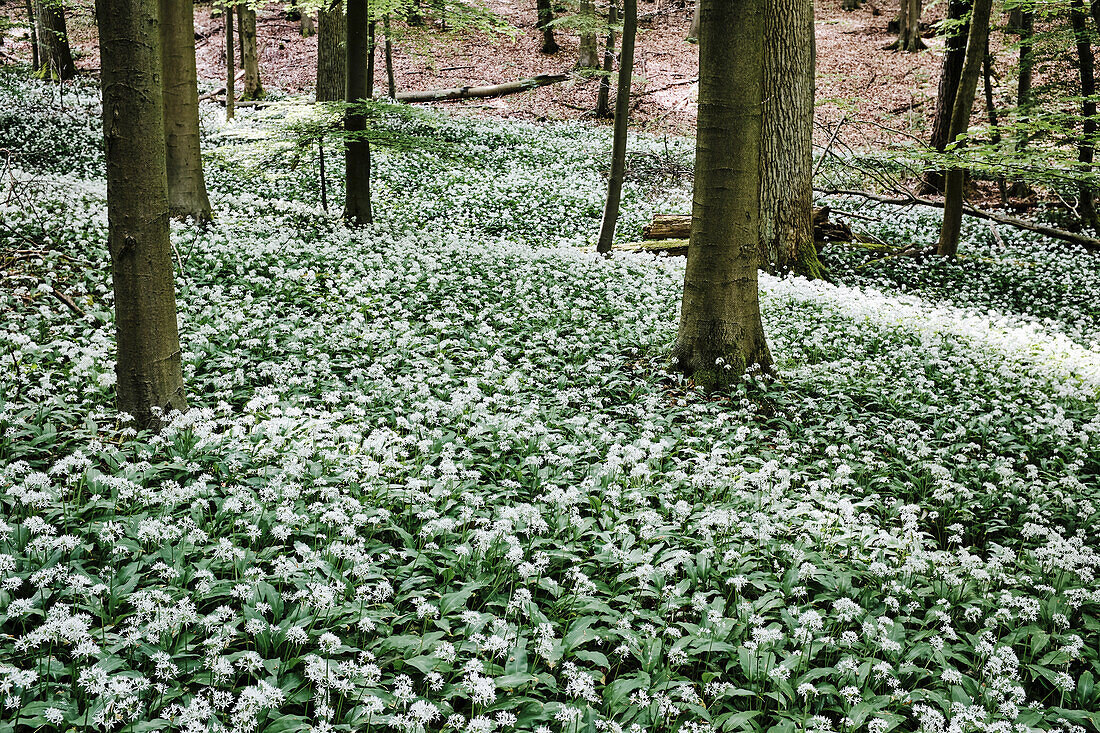 Wild garlic flowers in the woods