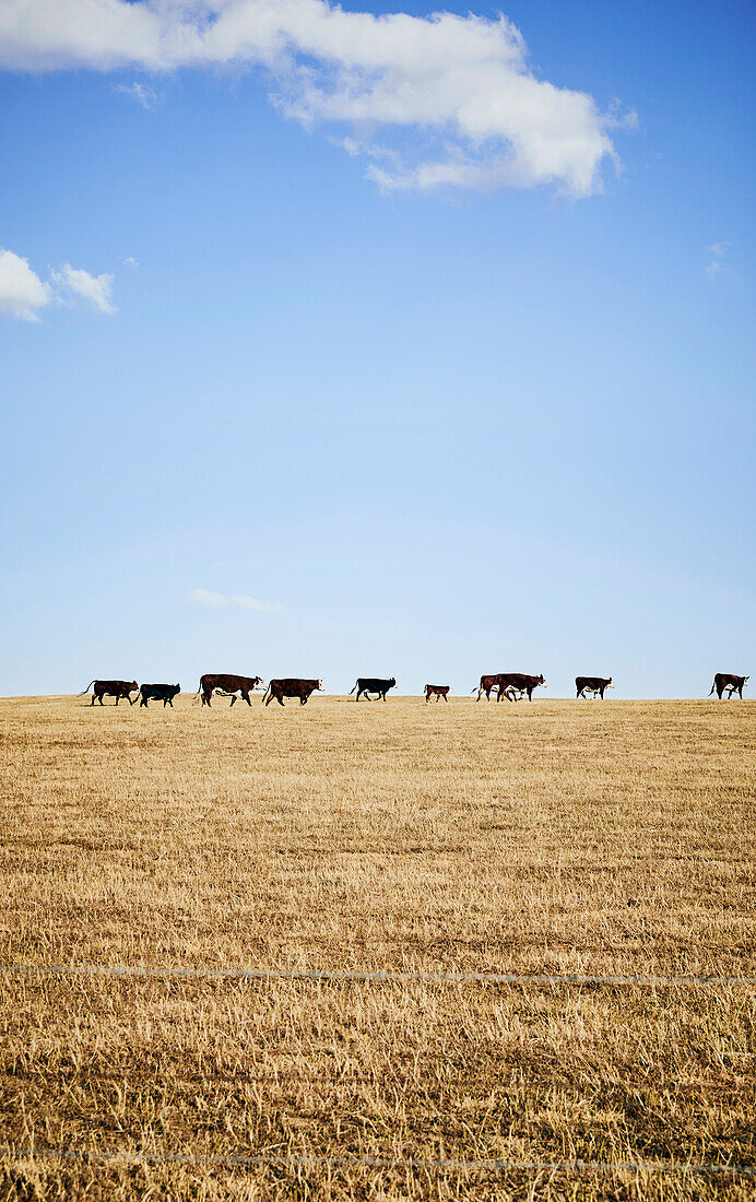 Herd of cattle, Canberra, NSW, Australia
