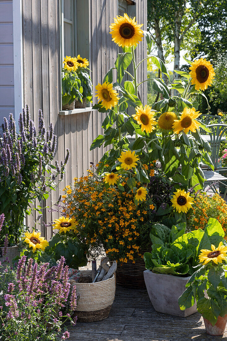 Late summer patio with sunflowers, spice daysteens, Chinese cabbage and fragrant nettle, wicker basket with small tools