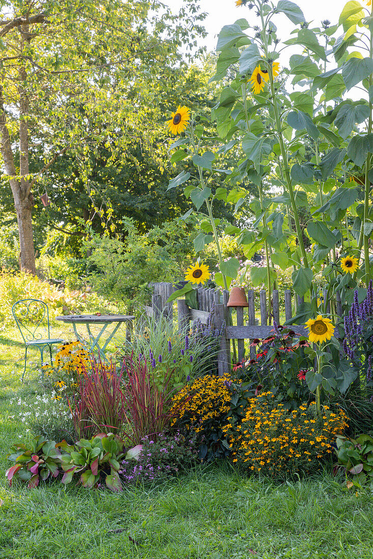 Tall sunflowers behind the garden fence, in front of it scented nettle, echinacea, tagetes tenuifolia, spanish needles 'Campfire', Japanese red grass and bergenia