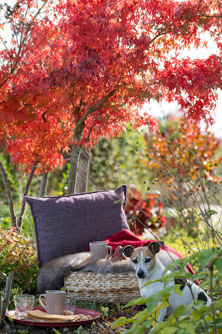 Kissen vor leuchtend rotem Fächerahorn als Sitzplatz im Garten, Hund Zula