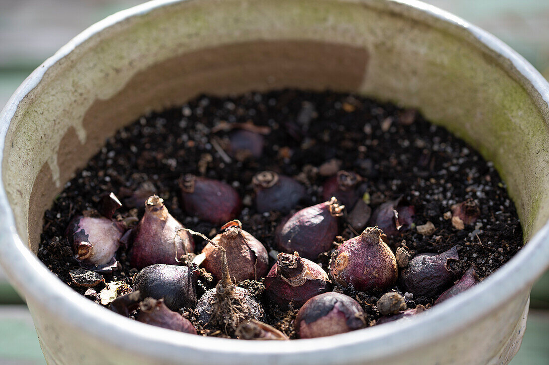 Put hyacinth bulbs in a pot in autumn