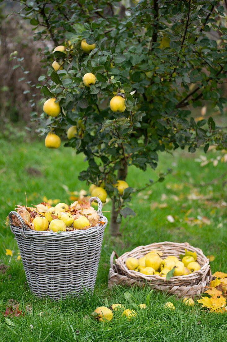 Apple quince 'Konstantinopler' in the garden, picked quinces in baskets