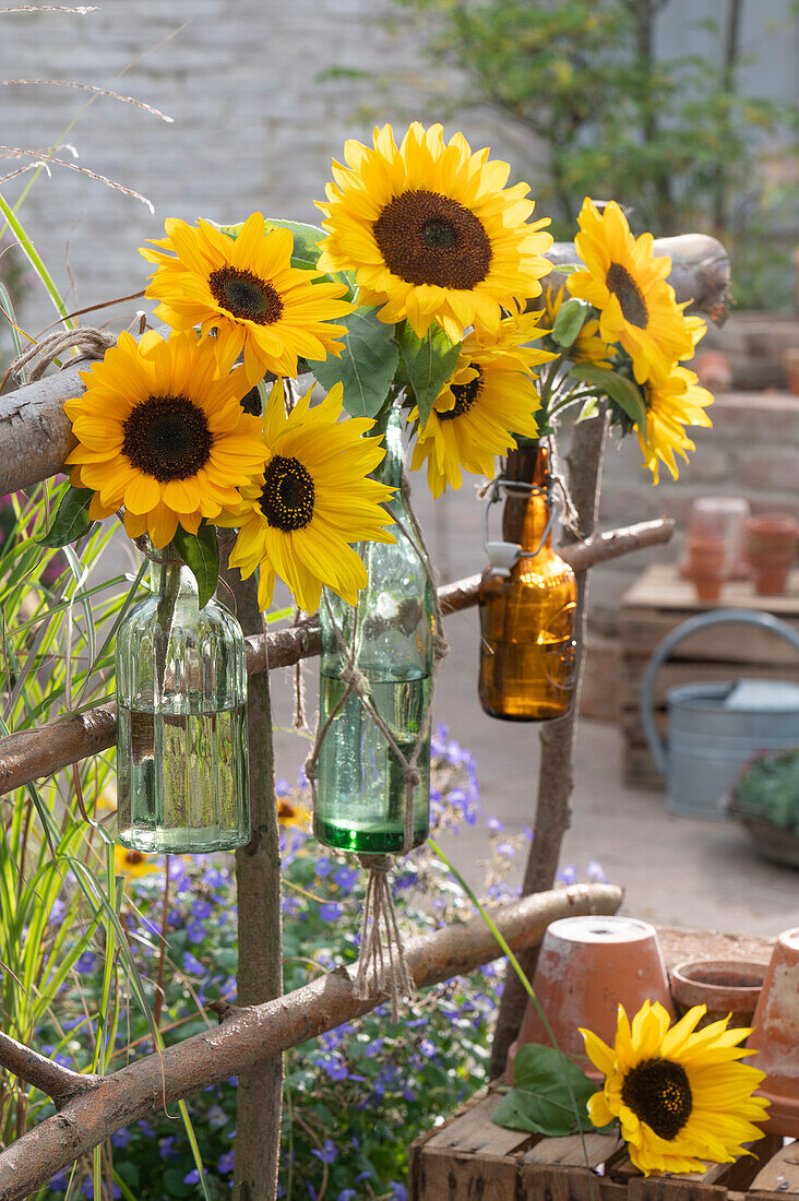 Sunflower blossoms in bottles hung on a frame of branches