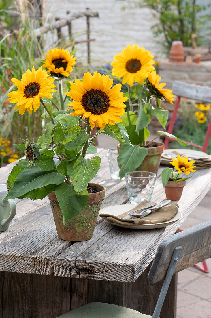 Sunflowers in clay pots as table decoration