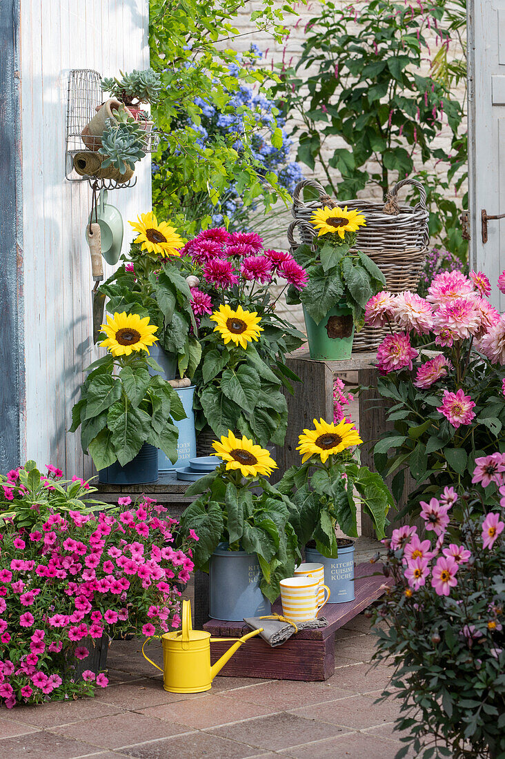 Spätsommer-Arrangement mit Sonnenblumen, Dahlien, Petunie Mini Vista 'Hot Pink' und Echeverien
