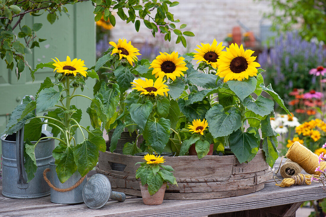 Potted sunflowers in riddle on terrace table