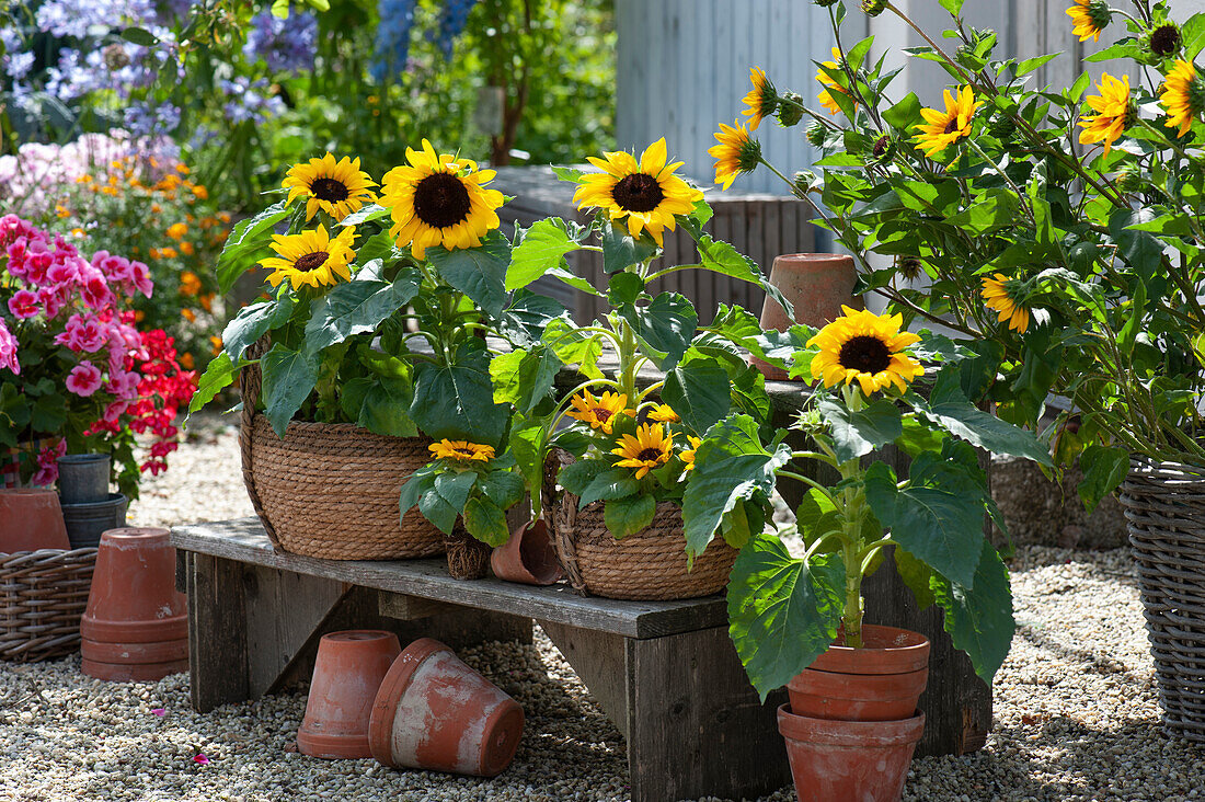 Blumentreppe mit Sonnenblumen auf Kiesterrasse, stehende Geranie