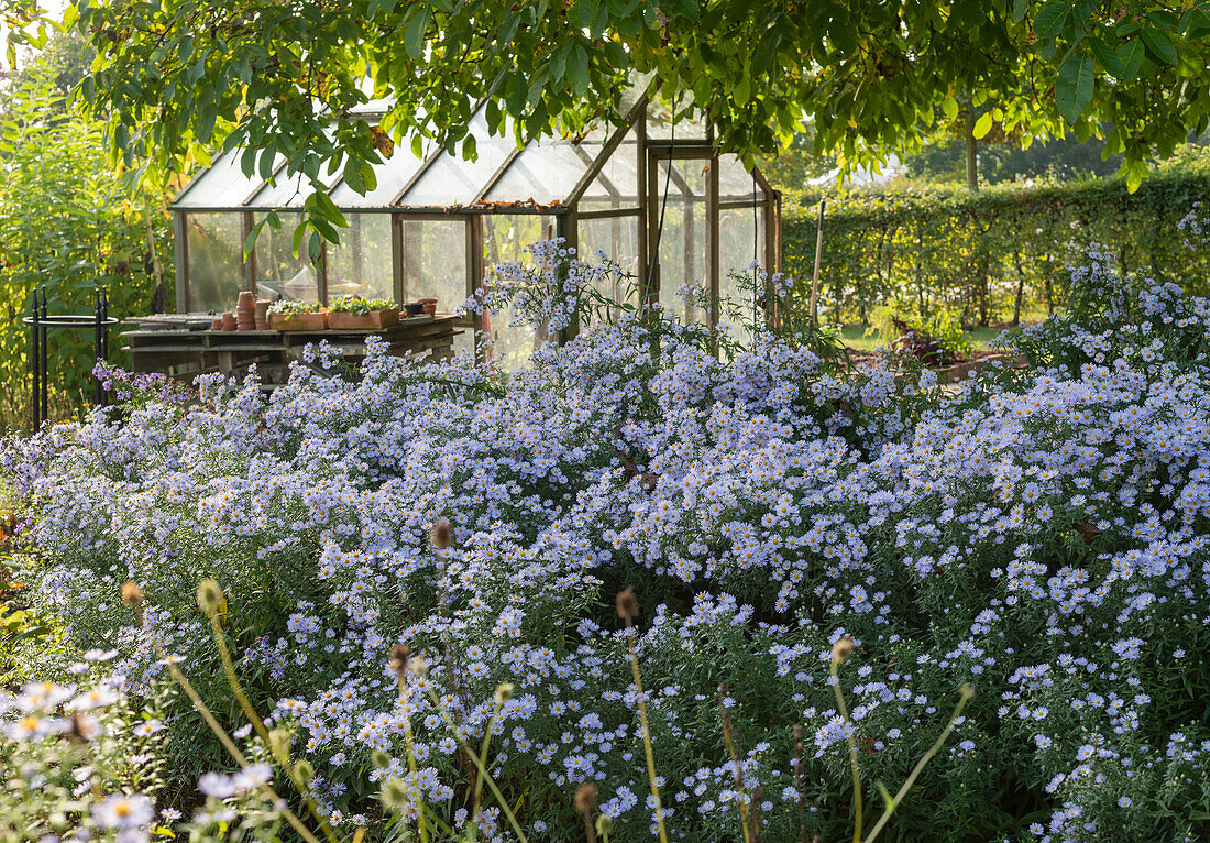 Smooth aster 'Blütenmeer' in autumn bed, behind greenhouse