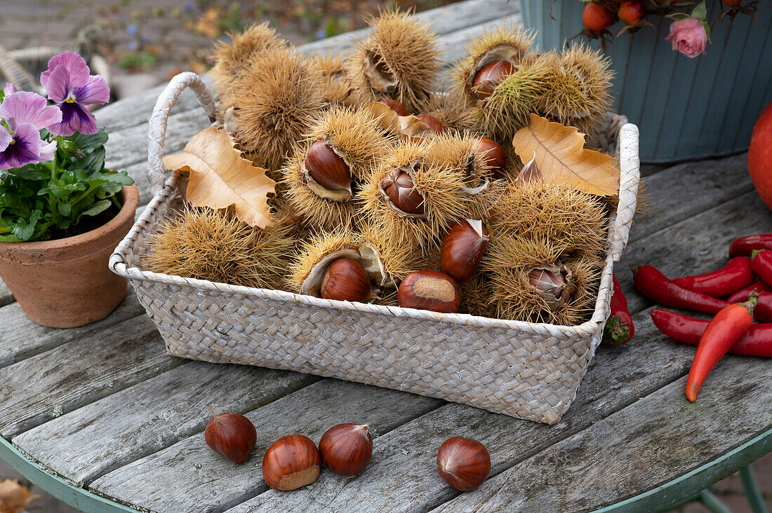 Autumn terrace: basket of chestnuts with chestnut pods, pot of pansies and hot peppers