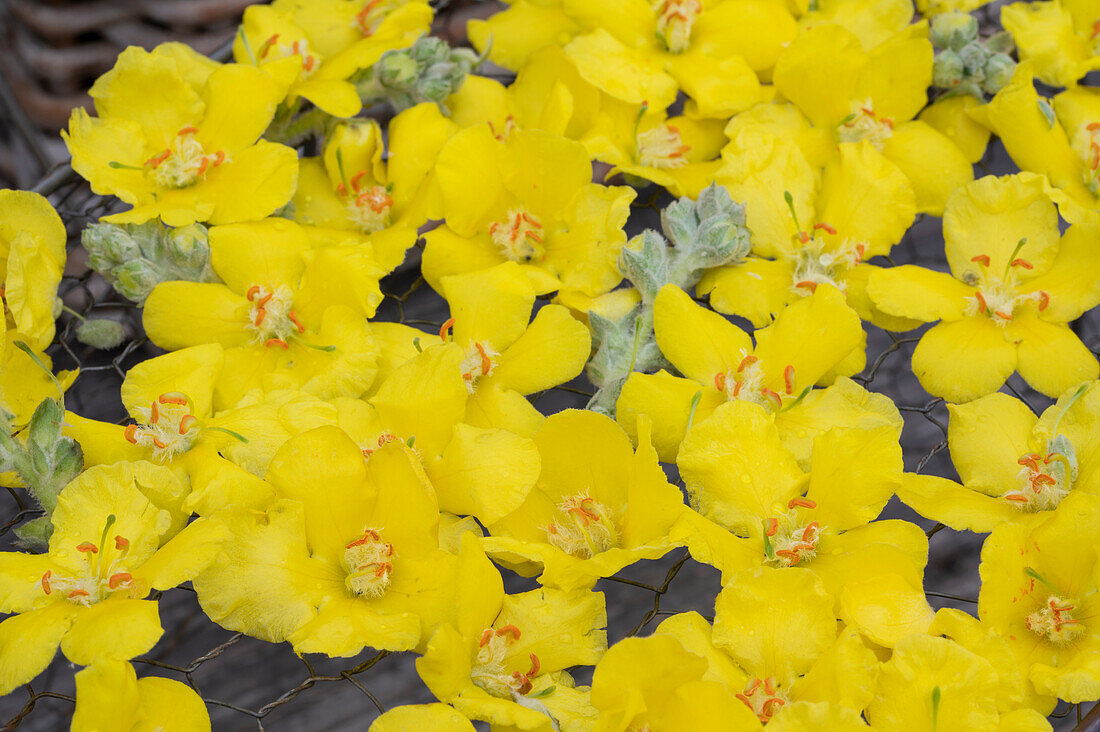 Drying mullein flowers for tea