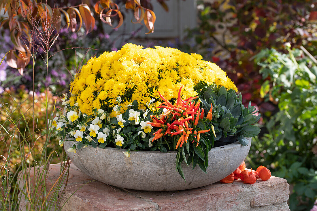 Yellow autumn chrysanthemum, horned violet, chilli 'Medusa' syn. 'Naschzipfel' and ragwort 'Orange Flame' in a grey pot
