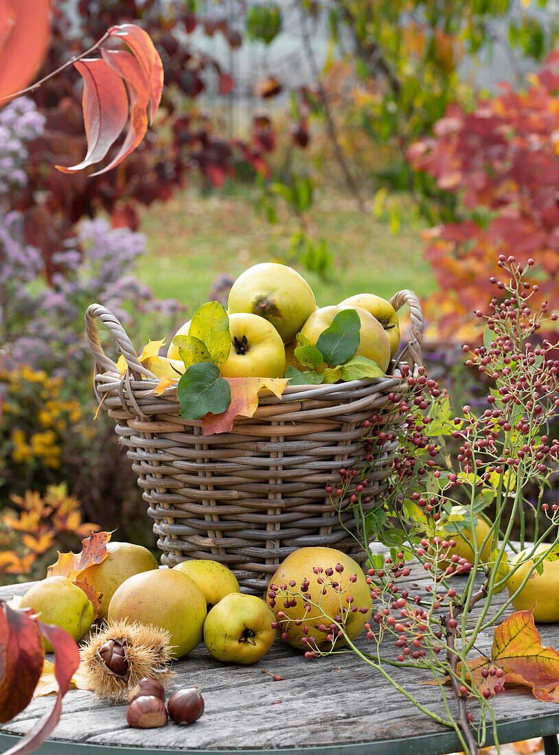 Freshly harvested quinces in a basket and on the table