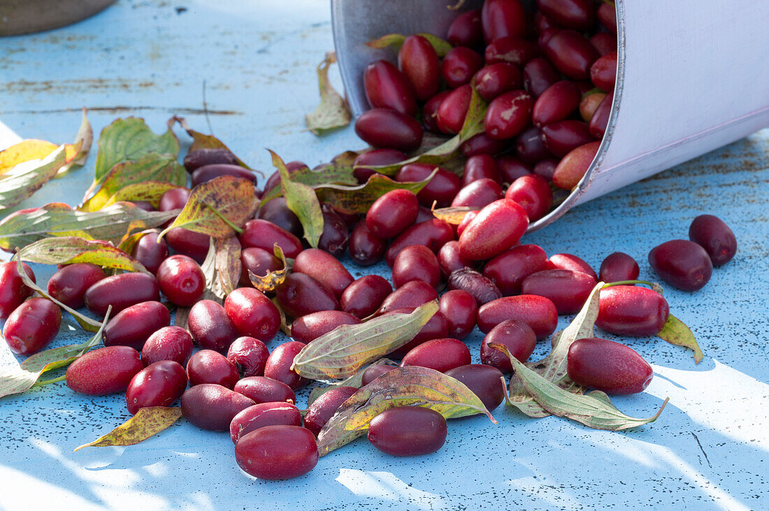 Fruits of cornelian cherry 'Schönbrunner Gourmet Dirndl