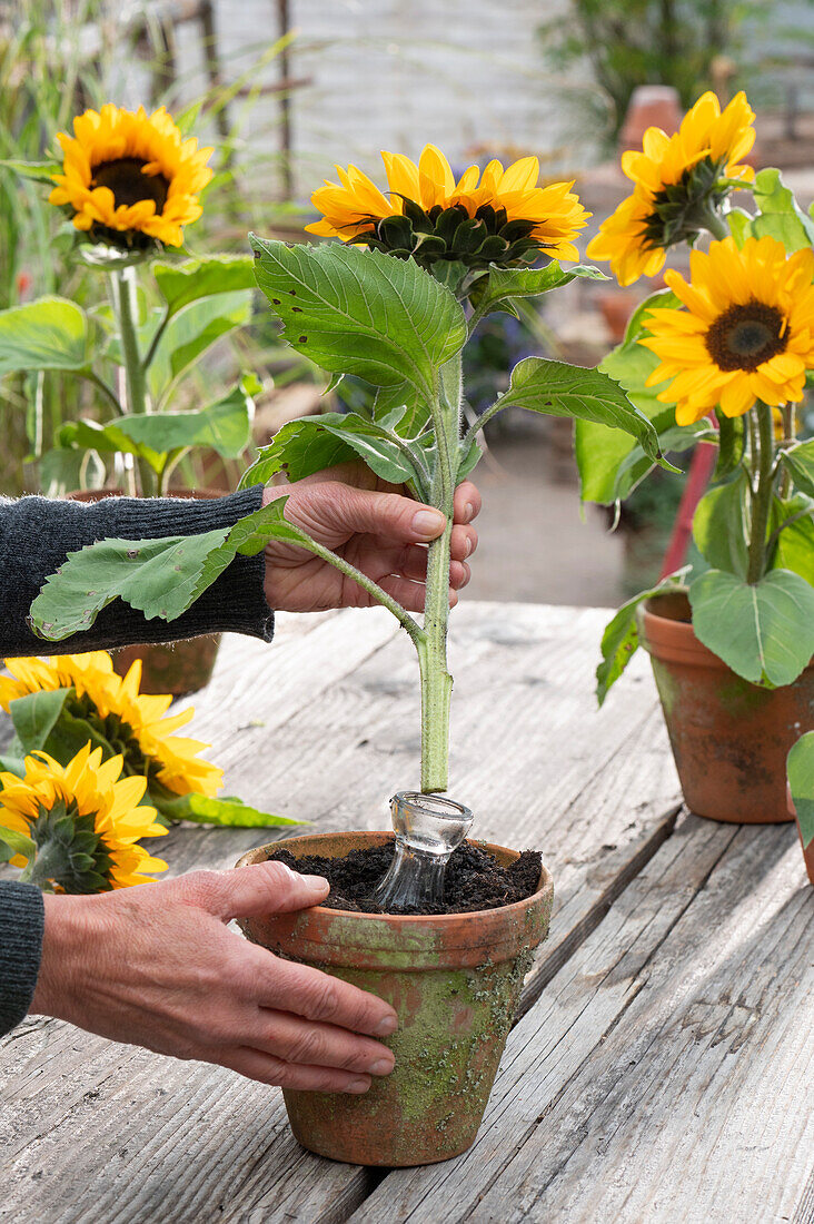 Frau stellt Blüten von Sonnenblume in wassergefüllte Flasche, Tontopf mit Erde dient als Halterung