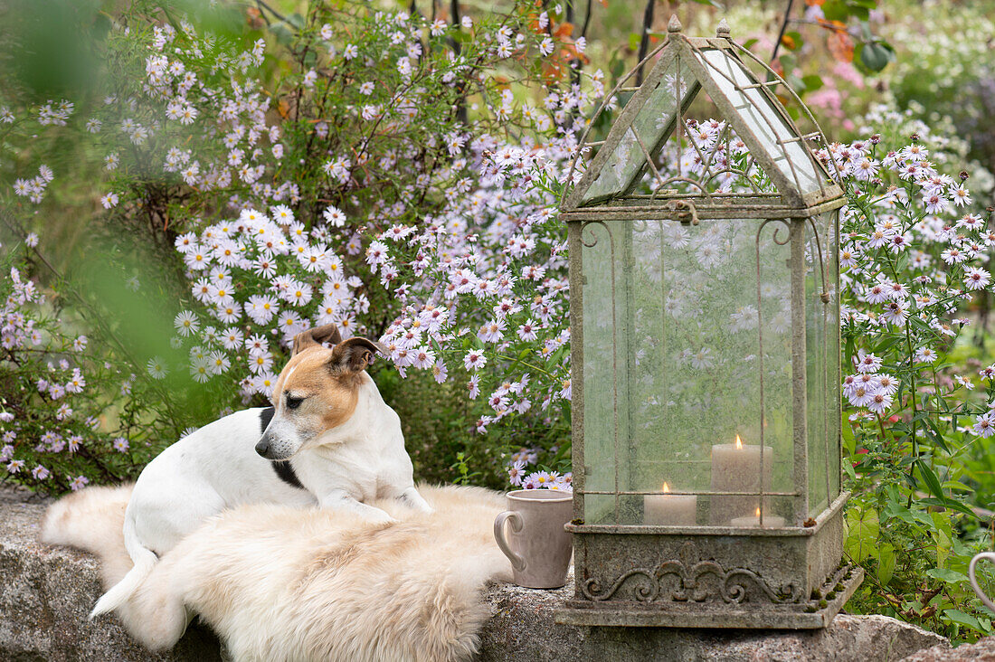 Seat on stone wall by the bed with autumn asters, dog Zula lying on seat fur, lantern with candles