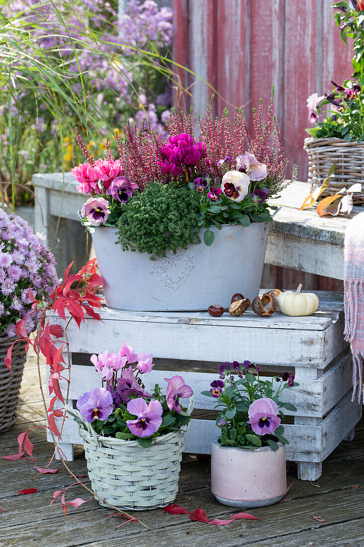 Budding heather, cyclamen, pansies, horned violets and wall pepper in tin tub, basket and pot